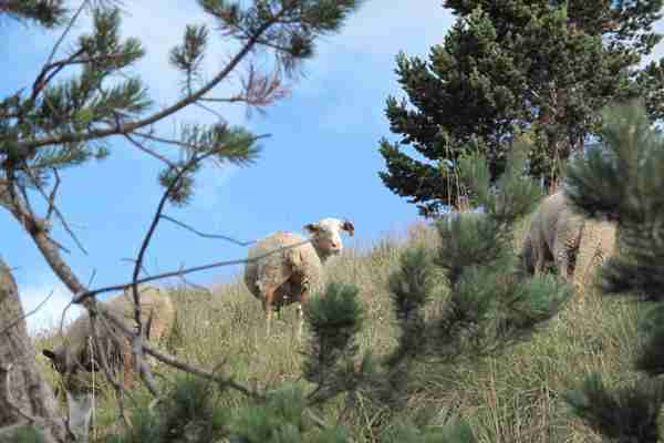 Sheeps on Lure mountain (second highest peak)