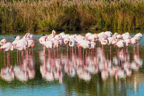 Pink flamingos in Camargue (western Europe's largest river delta)