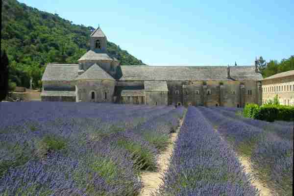Cistercian Abbey of Sénanque (with lavender field)
